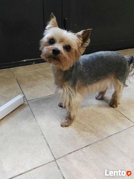 Psi fryzjer Dąbrowa Górnicza Merdający Ogonek strzyżenie