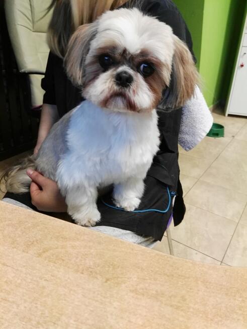 Psi fryzjer Dąbrowa Górnicza Merdający Ogonek strzyżenie