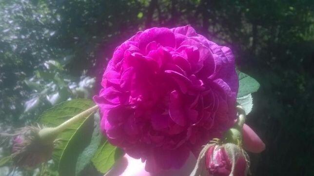 Róża stulistna,Rosa centifolia jadalna, kolor ciemnoróżowy,h