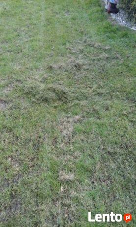 Wertykulacja trawnika