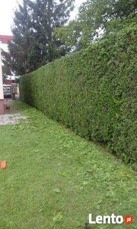 Przycinanie żywopłotu
