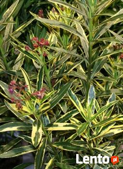 oleander o pstrych liściach