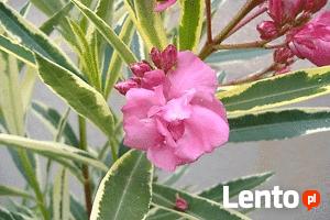 oleander o pstrych liściach