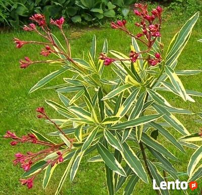 oleander o pstrych liściach