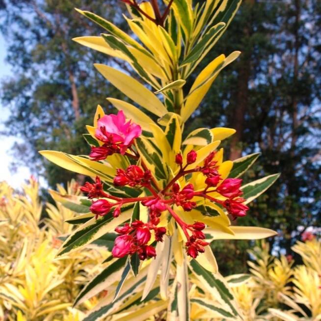 oleander o pstrych liściach