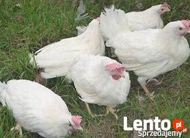 Sprzedam młode kurki nioski (leghorn, lohman,rossa)