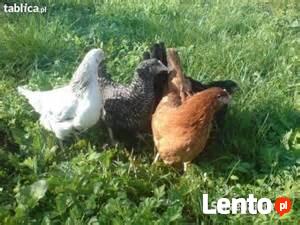 Sprzedam młode kurki nioski (leghorn, lohman,rossa)