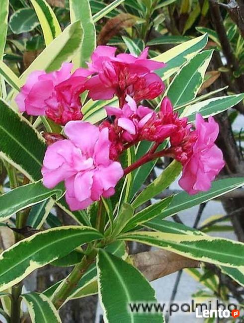 oleander o pstrych liściach
