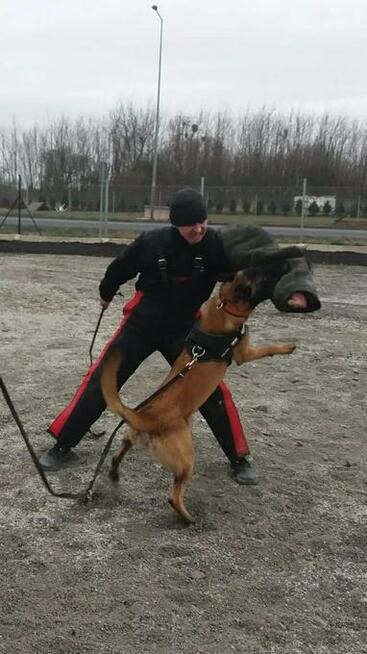 PROFESJONALNE SZKOLENIE PSÓW