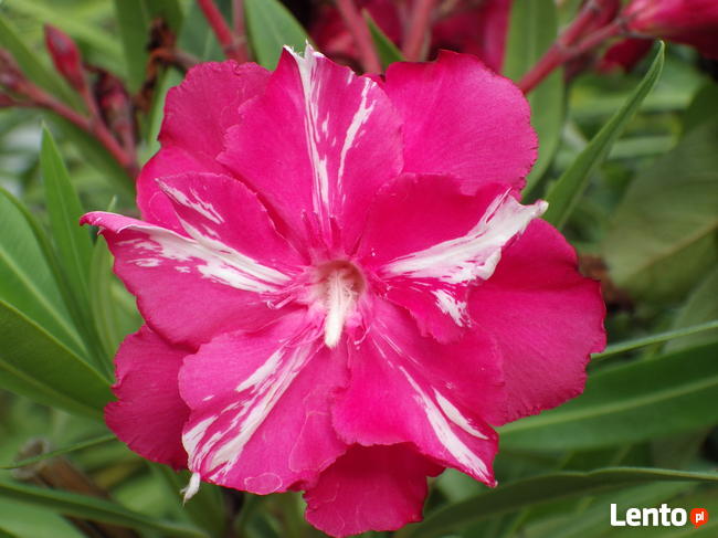 oleander o pstrych liściach