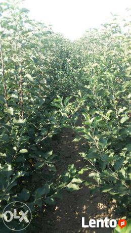 DRZEWKA Owocowe-SADZONKI-PRODUCENT