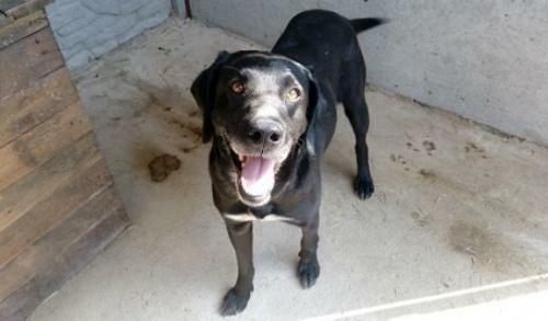 Piękny pies w typie labradora do adopcji