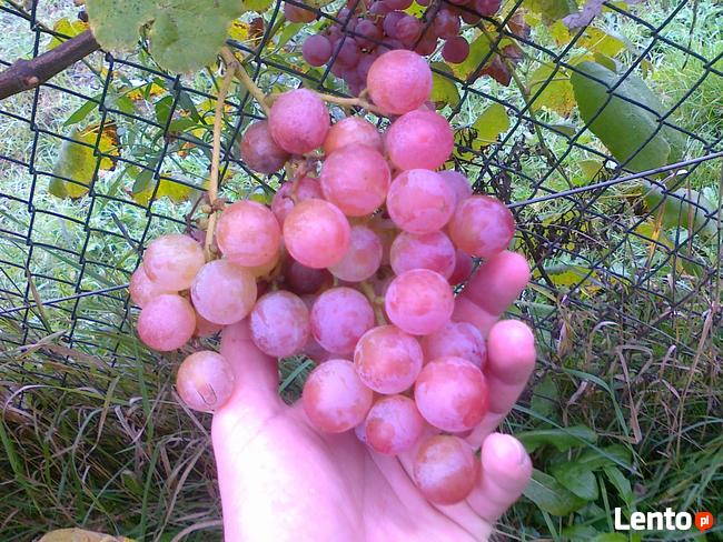 Sadzonki winorośli, winogrona, winnica ,,Roberta