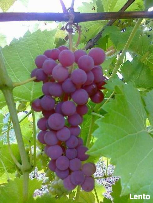 Sadzonki winorośli, winogrona, winnica ,,Roberta