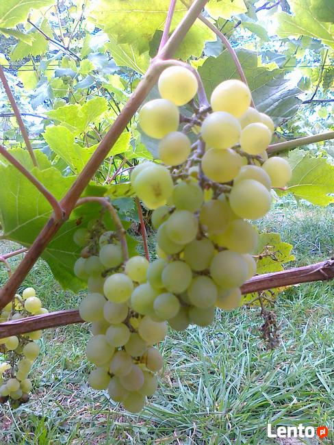 Sadzonki winorośli, winogrona, winnica ,,Roberta