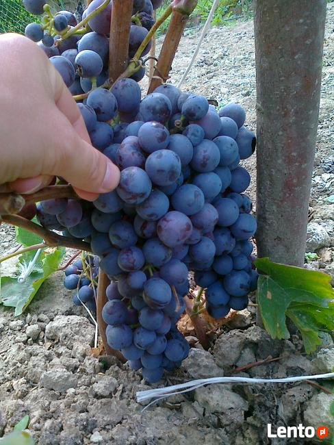 Sadzonki winorośli, winogrona, winnica ,,Roberta