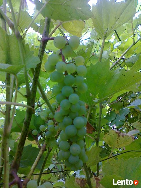 Sadzonki winorośli, winogrona, winnica ,,Roberta