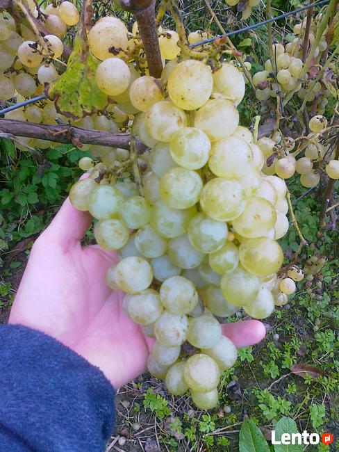 Sadzonki winorośli, winogrona, winnica ,,Roberta