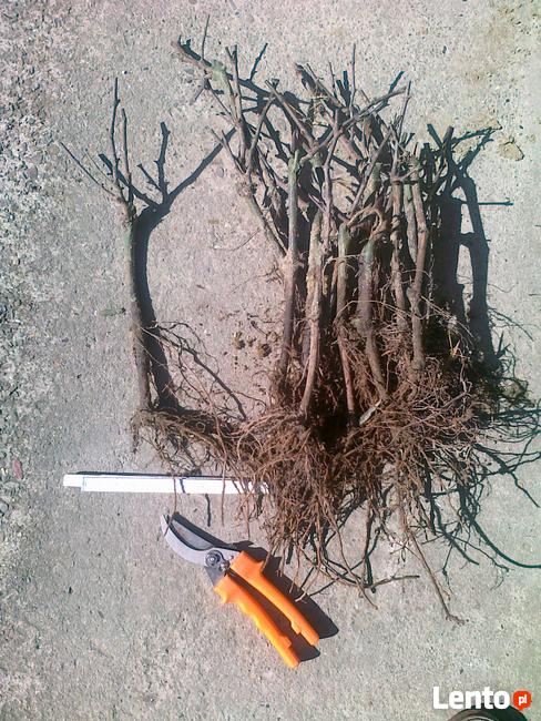 Sadzonki winorośli, winogrona, winnica ,,Roberta