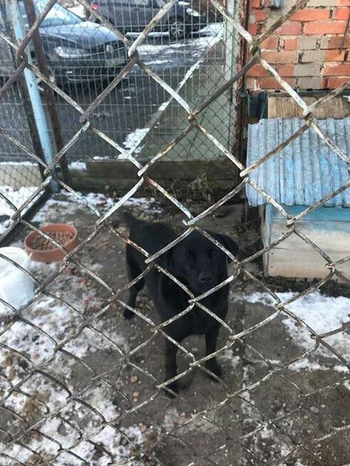 Amber - mix labradora od dwóch lat w punkcie przetrzymań - a