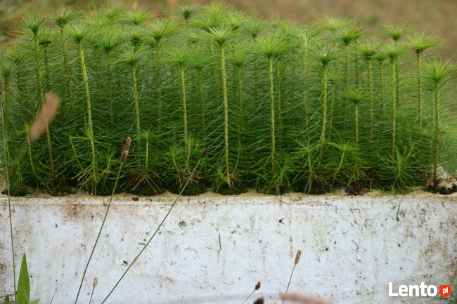 Sadzonki drzew z kasety