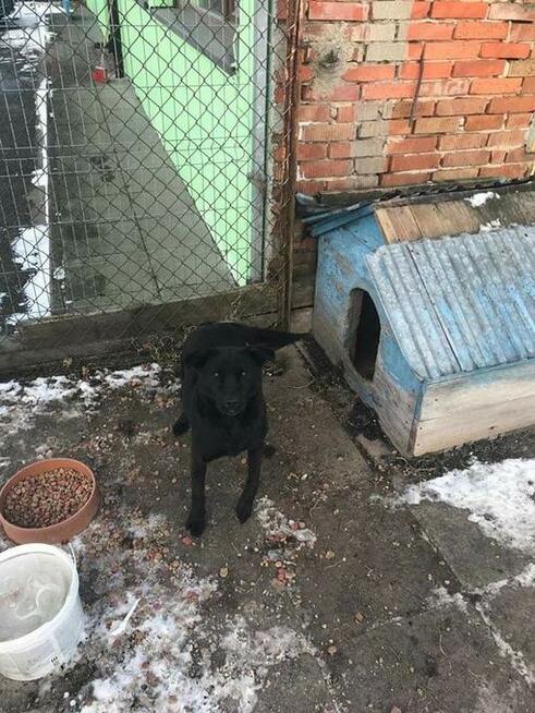 Amber - mix labradora od dwóch lat w punkcie przetrzymań - a