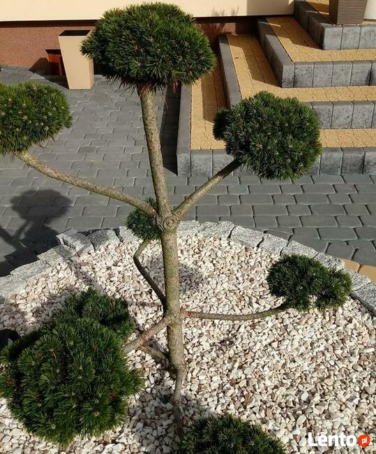 FIRMA usługi ogrodnicze ,,OGRODY-