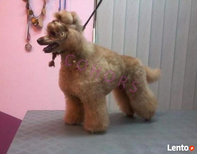 KURS GROOMINGU - strzyżenie psów i kotów COHORS Zielona Góra