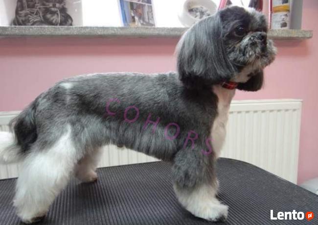 KURS GROOMINGU - strzyżenie psów i kotów COHORS Zielona Góra