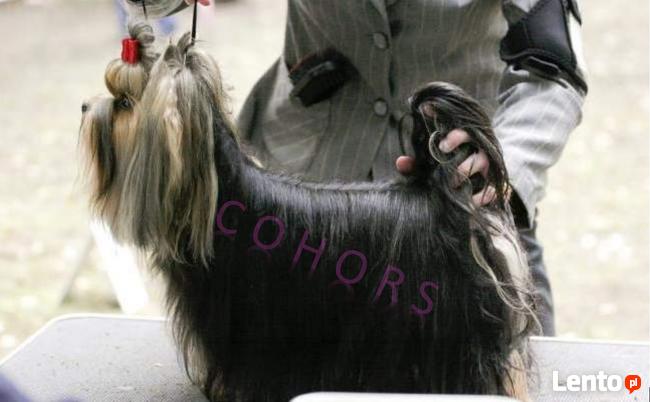 KURS GROOMINGU - strzyżenie psów i kotów COHORS Zielona Góra