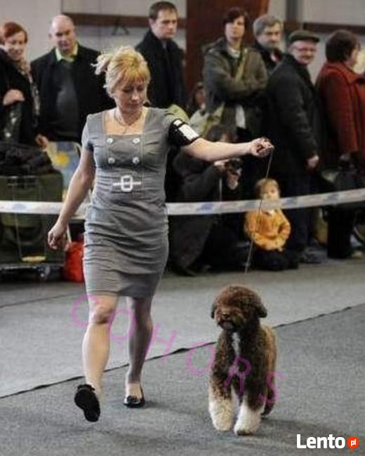 KURS GROOMINGU - strzyżenie psów i kotów COHORS Zielona Góra