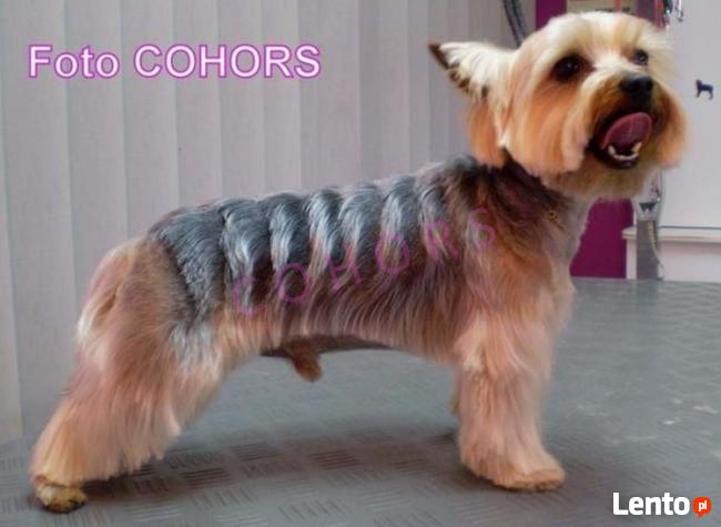 KURS GROOMINGU - strzyżenie psów i kotów COHORS Zielona Góra