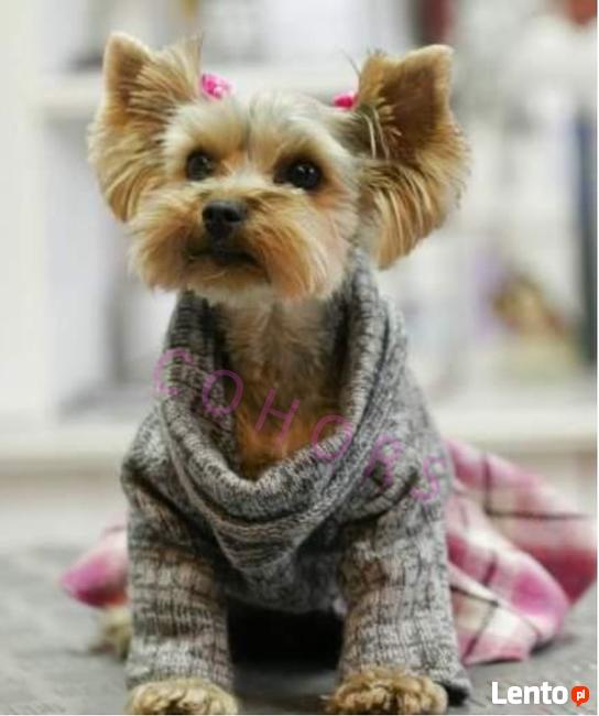 KURS GROOMINGU - strzyżenie psów i kotów COHORS Zielona Góra