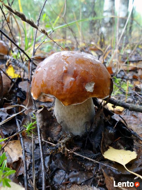 Grzybnia Biologiczna Borowik brzozowy