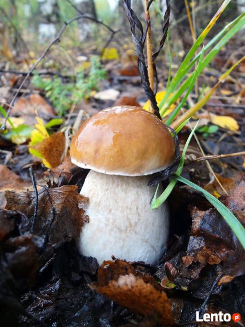 Grzybnia Biologiczna Borowik brzozowy