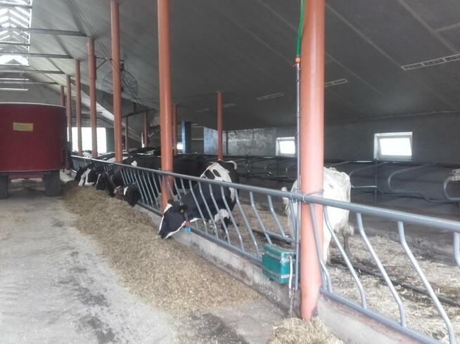 Mycie, dezynfekcja, bielenie kurnika, stajni, obory, hali...