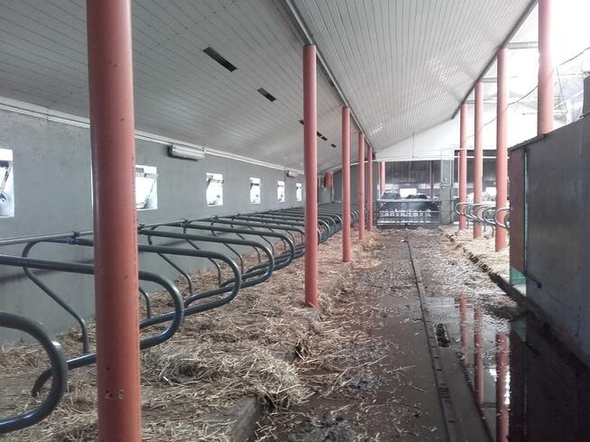 Mycie, dezynfekcja, bielenie kurnika, stajni, obory, hali...