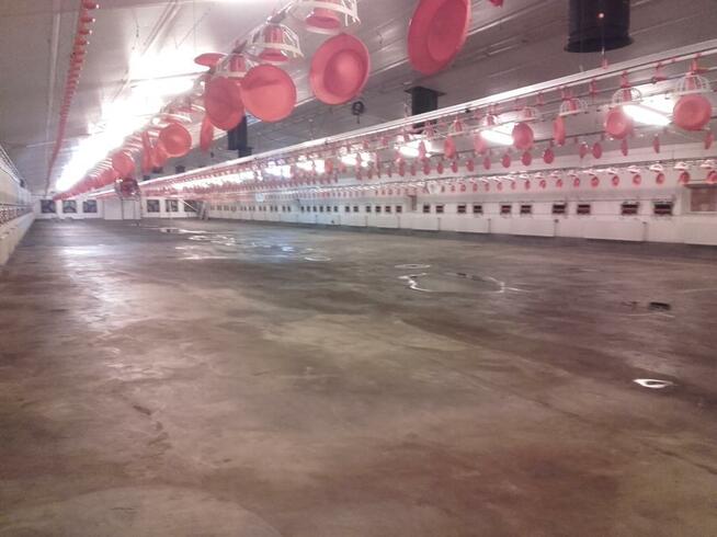 Mycie, dezynfekcja, bielenie kurnika, stajni, obory, hali...