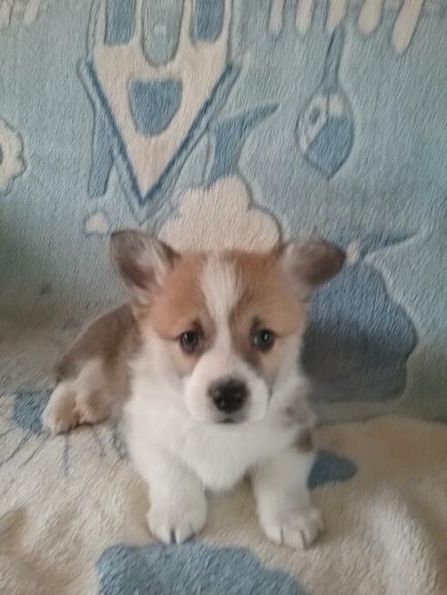 Sprzedam WELSH Corgi Pembroke
