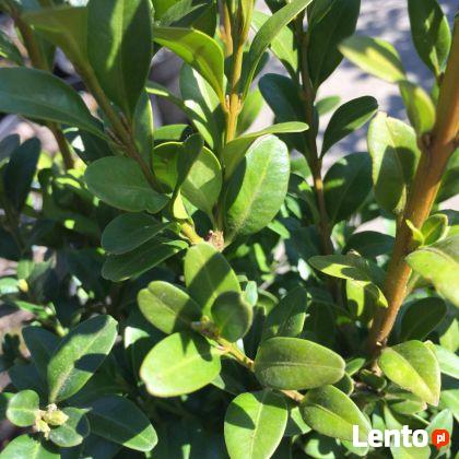 Bukszpan pospolity kula okrągły zimozielony sadzonki 40-50cm