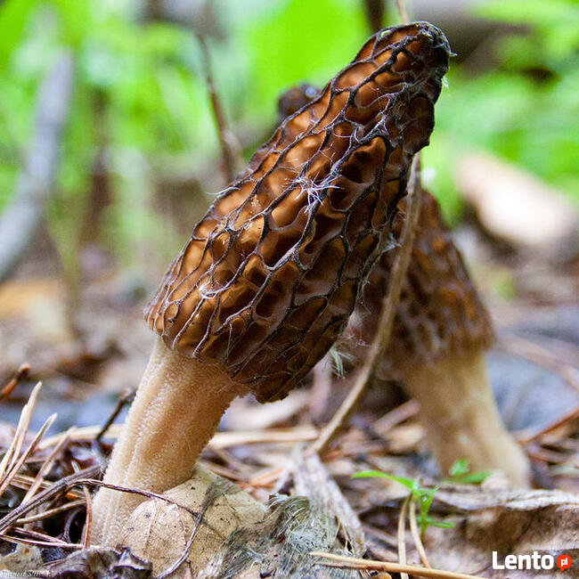 Grzybnia Biologiczna Naparstniczka czeska