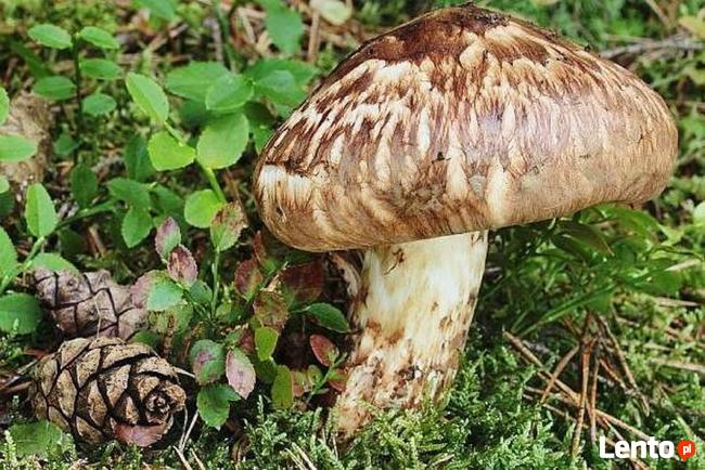 Grzybnia Biologiczna Gąska sosnowa matowa