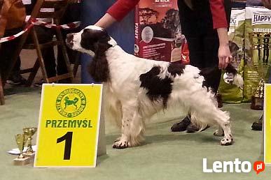 Springer spaniel angielski - REPRODUKTOR - KRYCIE - ZKwP/FC