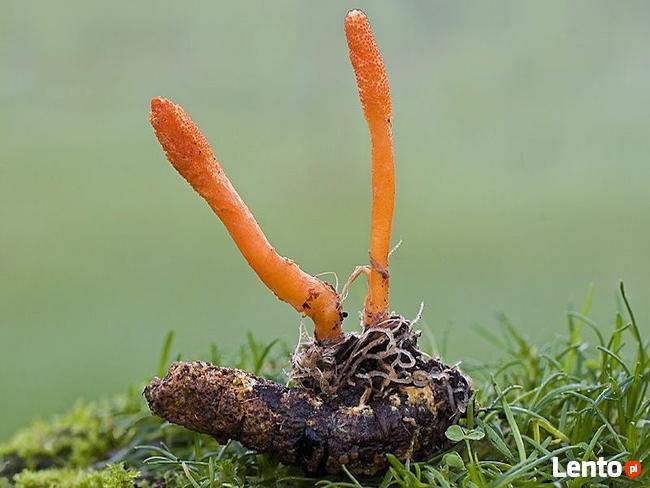 Grzybnia żywego grzyba Cordyceps