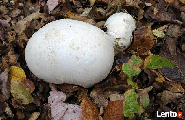 Grzybnia Biologiczna Giant mniszek