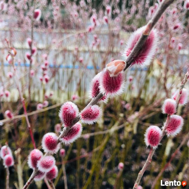 Wierzba ozdobna Czerwone bazie sadzonka 120-130cm pojemnik