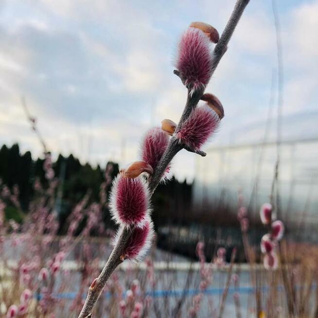 Wierzba ozdobna Czerwone bazie sadzonka 120-130cm pojemnik