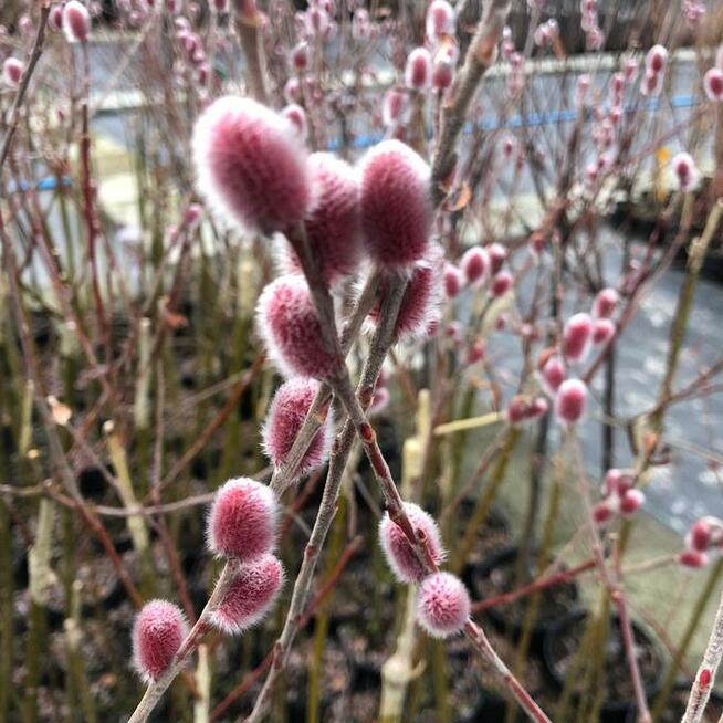 Wierzba ozdobna Czerwone bazie sadzonka 120-130cm pojemnik