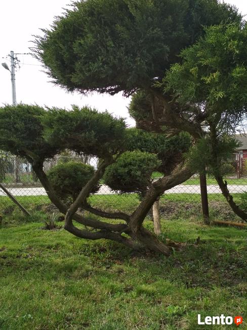 Usługi ogrodnicze, stolarskie.