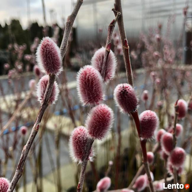 Wierzba ozdobna Czerwone bazie sadzonka 120-130cm pojemnik